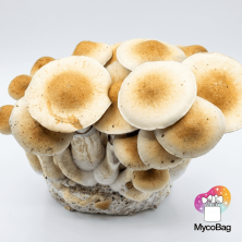 Cascadian Teacher Mycobag 400g