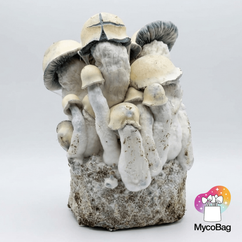 Tidal Wave Ape Mycobag 400g
