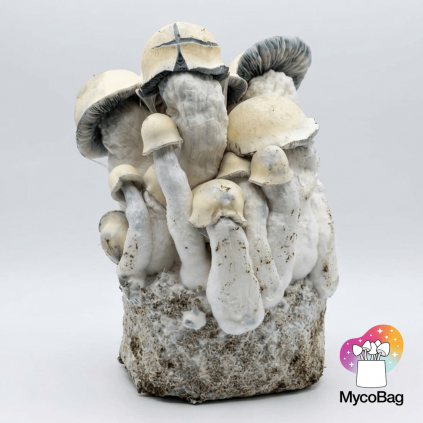 Tidal Wave Ape Mycobag 400g