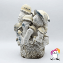 Tidal Wave Ape Mycobag 400g