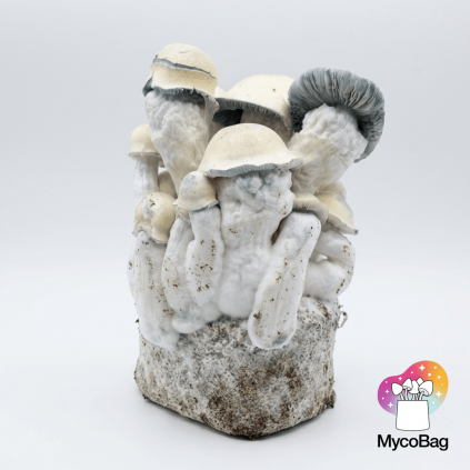 Tidal Wave Ape Mycobag 400g