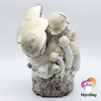 Tidal Wave Ape Mycobag 400g