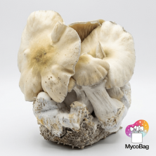 Whitebilly Mycobag 400g