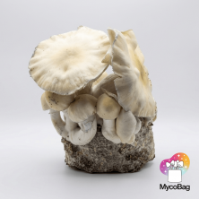 Whitebilly Mycobag 400g
