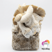 Whitebilly Mycobag 400g