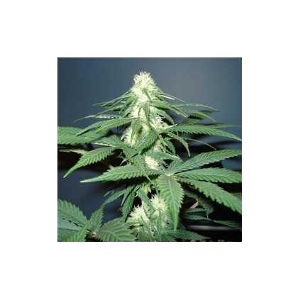 Master Kush reg Nirvana 