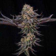 King of Kings Julian Marley Silent Seeds