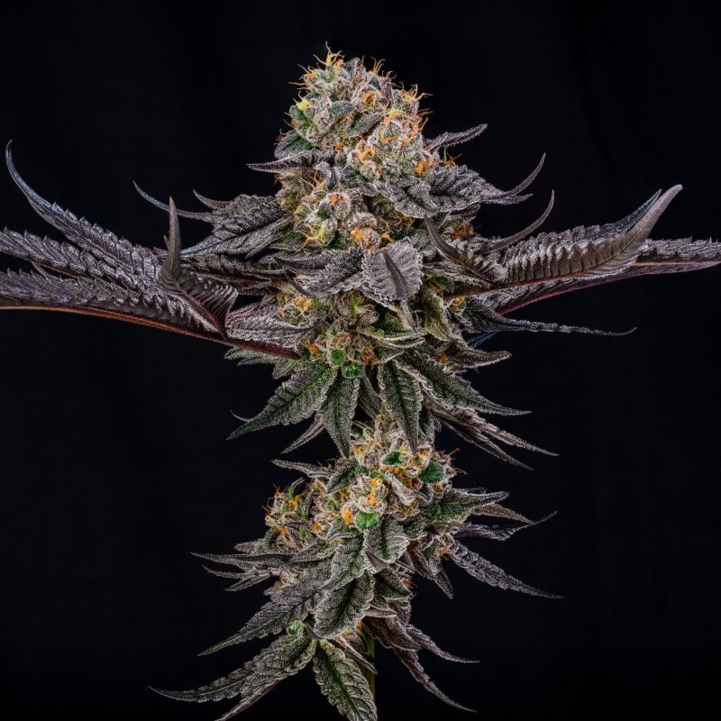King of Kings Julian Marley Silent Seeds