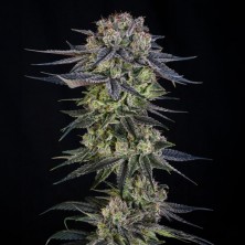 Julian Marley Special Julian Marley Silent Seeds