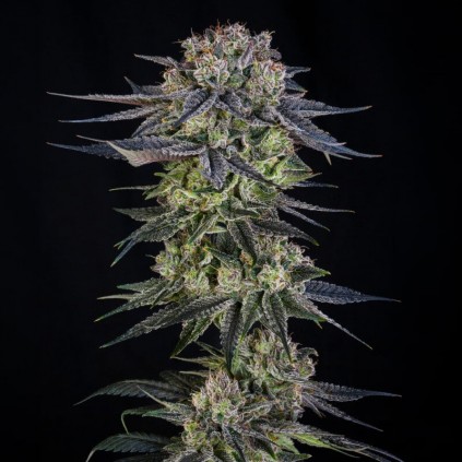 Julian Marley Special Julian Marley Silent Seeds
