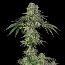 Jamaican Mountain Julian Marley Silent Seeds