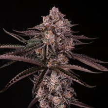 Jamaican Sunset Julian Marley Silent Seeds