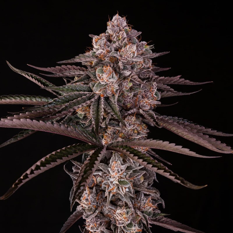 Jamaican Sunset Julian Marley Silent Seeds
