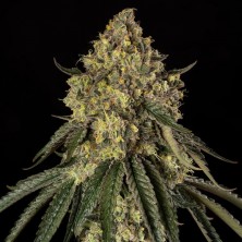 B-52 Silent Seeds