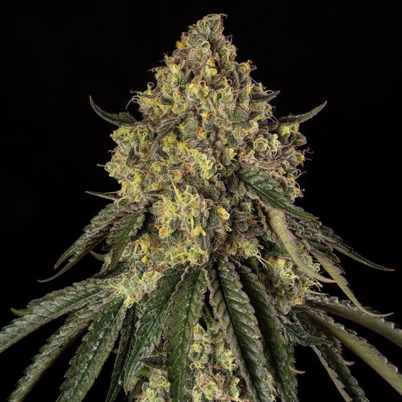 B-52 Silent Seeds