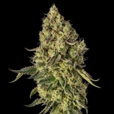 Peach Cake Cookies Silent Seeds
