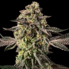 Sugar Rock Cookies Silent Seeds