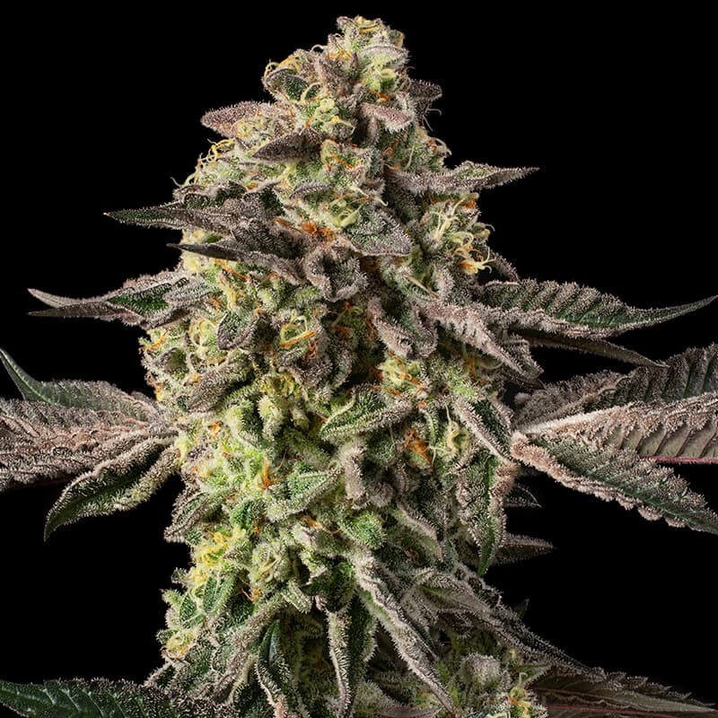 Sugar Rock Cookies Silent Seeds