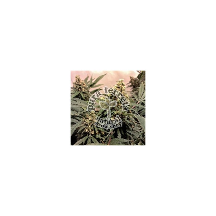 PPP reg Nirvana 