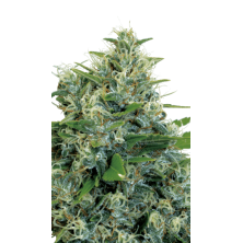 Kali Bubba Serious Seeds
