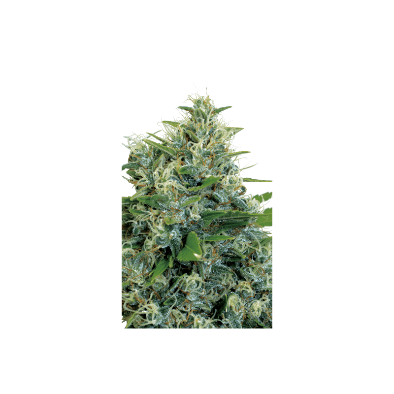 Kali Bubba Serious Seeds