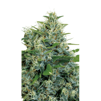 Kali Bubba Serious Seeds