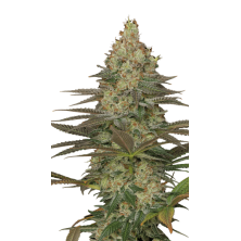 Seriosa Serious Seeds
