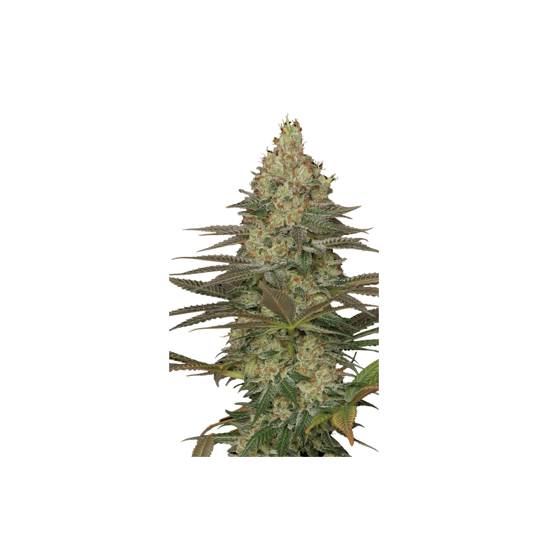 Seriosa Serious Seeds