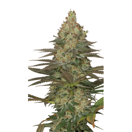 Seriosa Serious Seeds
