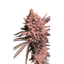 Seriotica Serious Seeds