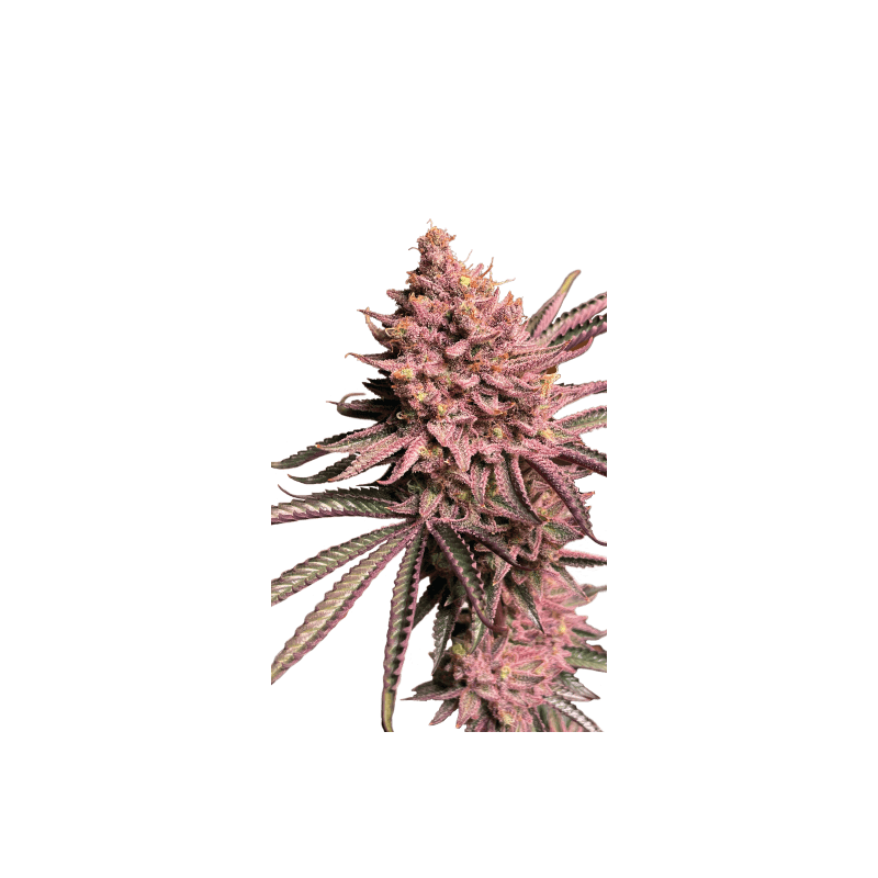 Seriotica Serious Seeds