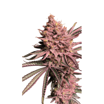 Seriotica Serious Seeds