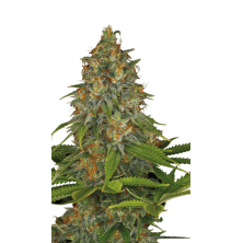 Strawberry AK Serious Seeds