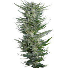 Fruity Durban Serious Seeds