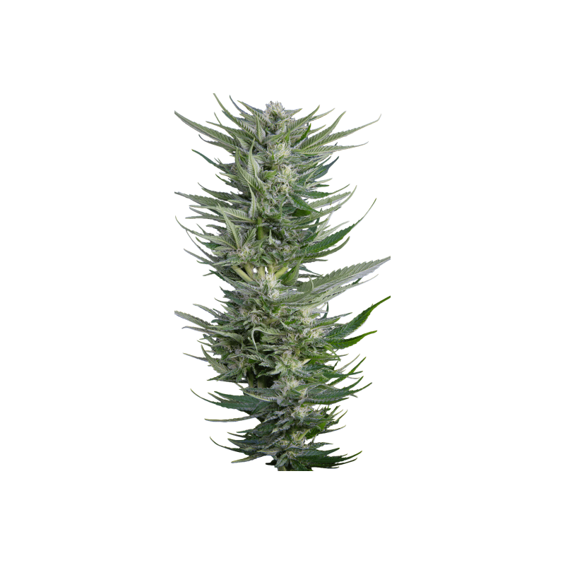Fruity Durban Serious Seeds