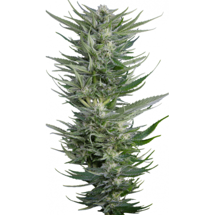 Fruity Durban Serious Seeds