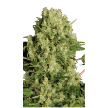White Russian Serious Seeds