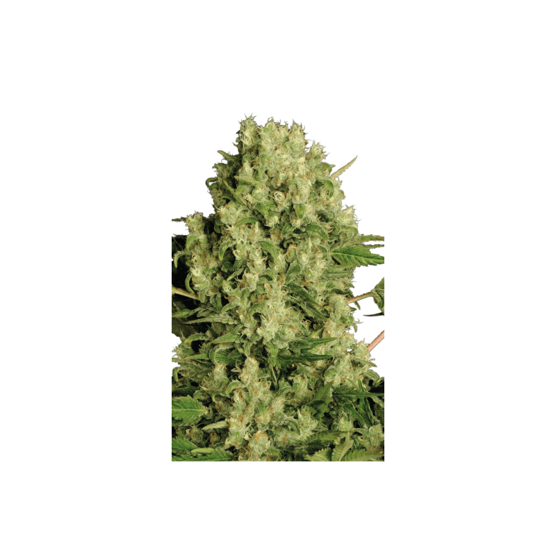 White Russian Serious Seeds