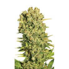 Chronic Serious Seeds