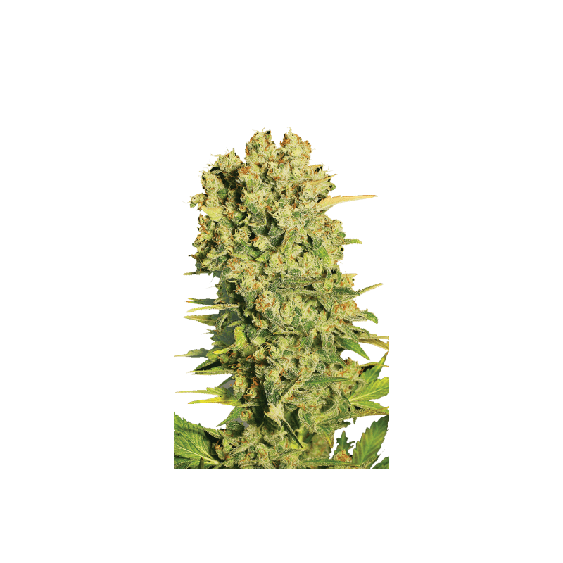 Chronic Serious Seeds