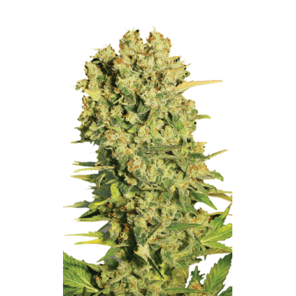 Chronic Serious Seeds