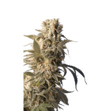 Ak47 Serious Seeds