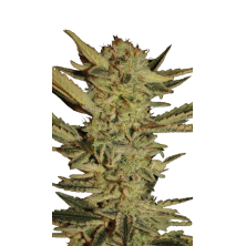 Bublegum Serious Seeds