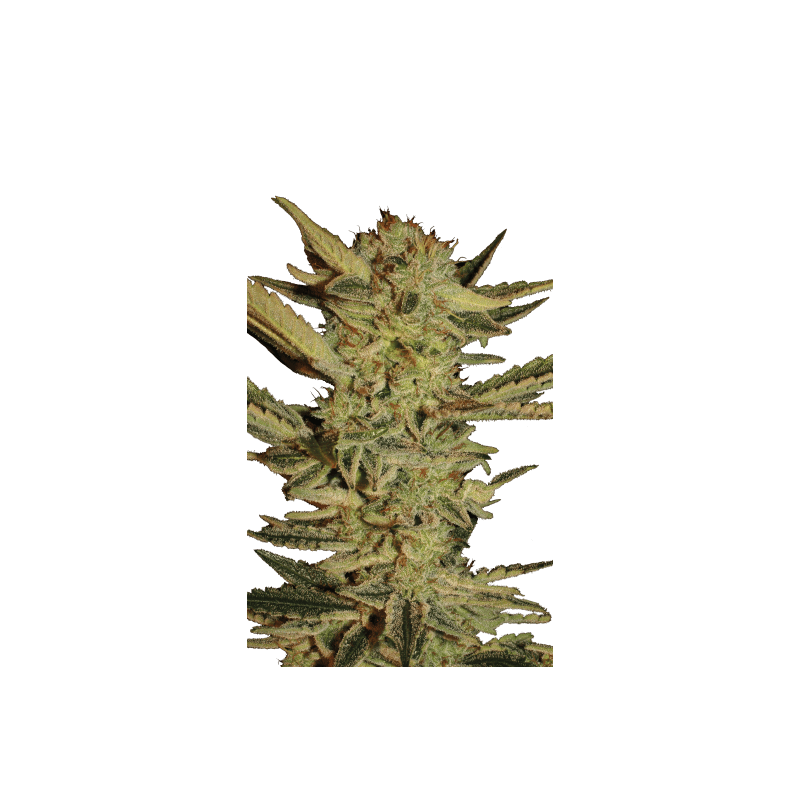 Bublegum Serious Seeds