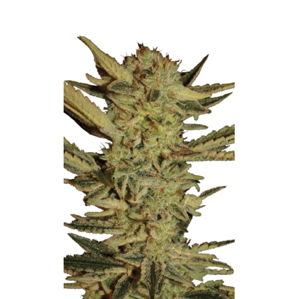 Bublegum Serious Seeds