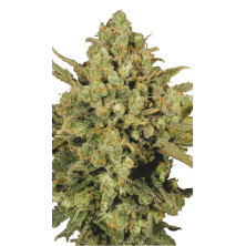 Warlock Serious Seeds