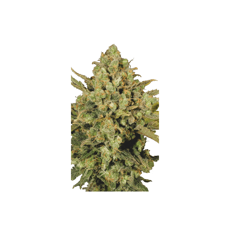 Warlock Serious Seeds