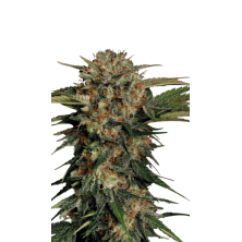 Motavation Serious Seeds