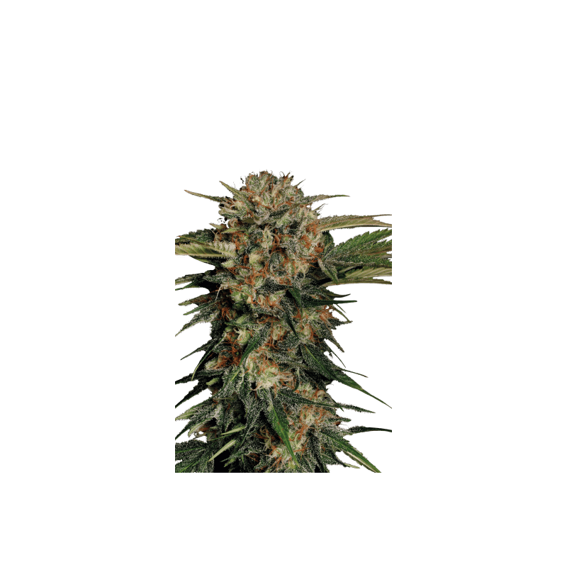 Motavation Serious Seeds