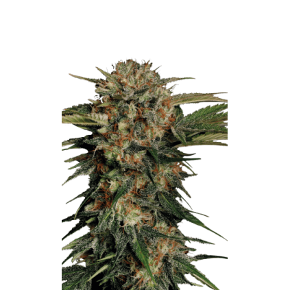 Motavation Serious Seeds